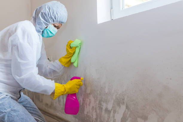 Best Crawl Space Mold Remediation  in Beverly Hills, CA