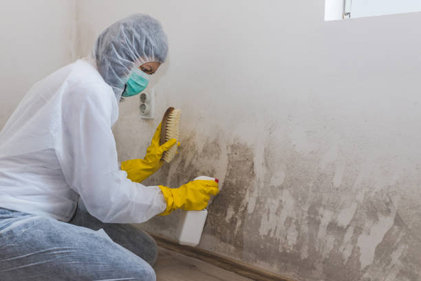 Best Mold Odor Removal Services  in Beverly Hills, CA