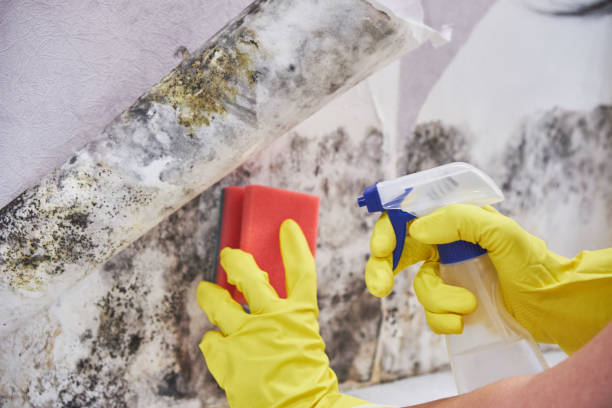 Best Industrial Mold Remediation  in Beverly Hills, CA